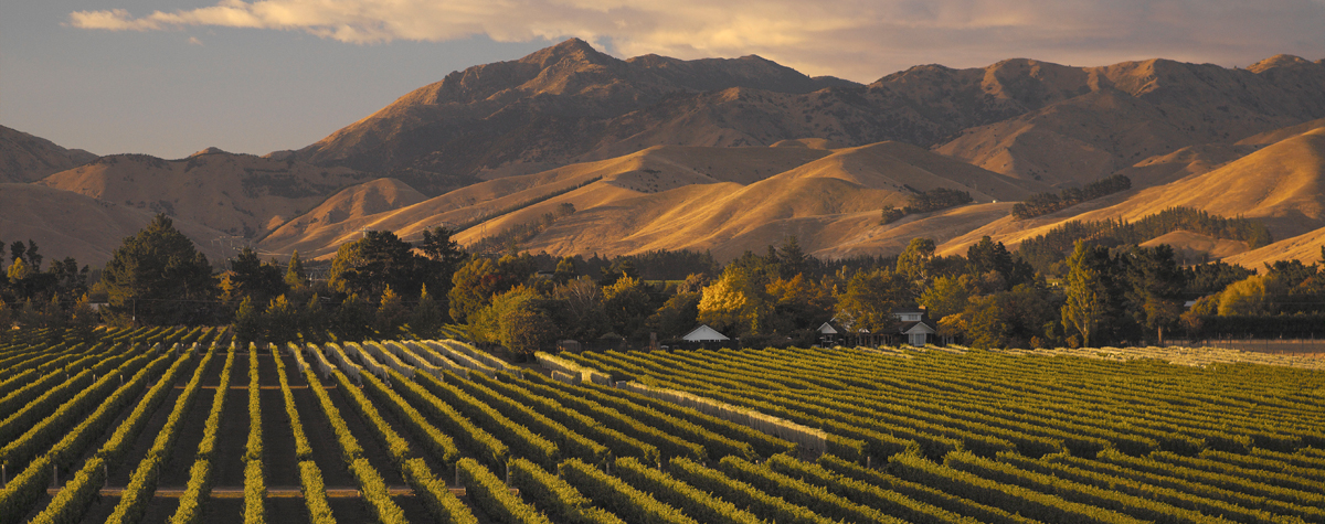 Using microbiological tools to enhance wine styles